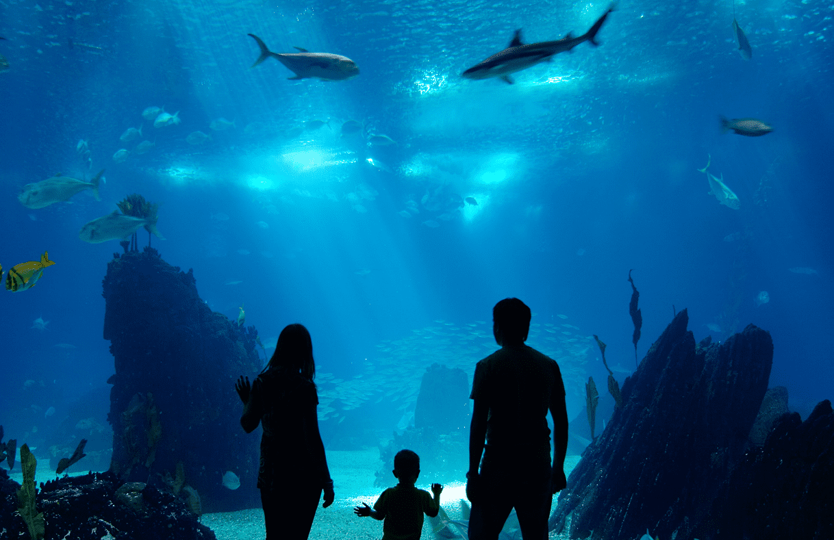 About Us - Sea Friends Incorporated - Marine Ecosystem